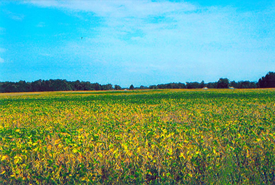 LAND AUCTION, 223+/- Acres offered in 3 Tracts
